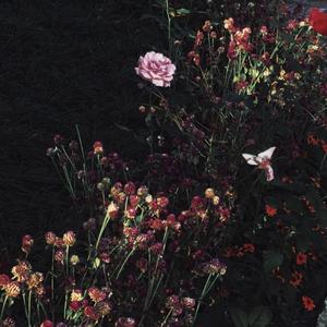 被黑人玩腻的校花小婷
